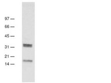 Anti-dimethyl-Histone H3 (Lys27) Antibody, clone 614M, rabbit monoclonal culture supernatant, clone 614M, from rabbit