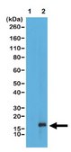Anti-monomethyl Histone H3 (Lys79), clone RM147 Antibody clone RM147, from rabbit