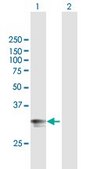 Anti-HLA-DPA1 antibody produced in mouse purified immunoglobulin, buffered aqueous solution