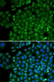 Anti-SELENBP1 antibody produced in rabbit