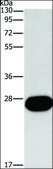 Anti-FGF9 antibody produced in rabbit affinity isolated antibody