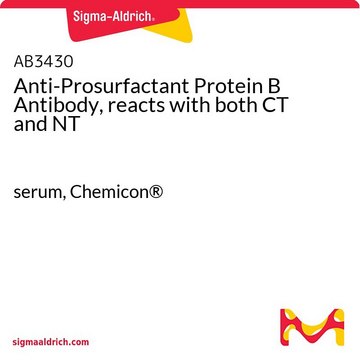 Anti-Prosurfactant Protein B Antibody, reacts with both CT and NT serum, Chemicon&#174;