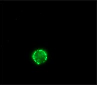 Anti-Rabbit IgG (whole molecule)−FITC antibody produced in sheep affinity isolated antibody, buffered aqueous solution