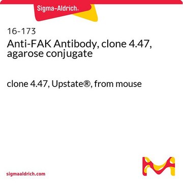Anti-FAK Antibody, clone 4.47, agarose conjugate clone 4.47, Upstate&#174;, from mouse
