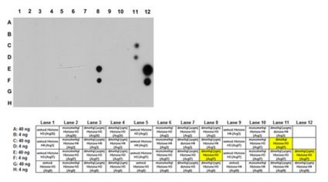 Anti-dimethyl Histone H3 Antibody (Arg17), symmetric clone 6E8-E11, from mouse