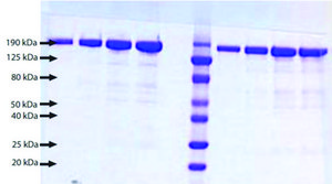 Alpha 2 Macroglobulin, Fast Form from human plasma ≥95% (SDS-PAGE)