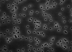 Polycarbonate Membrane Filter, 0.22 μm Pore Size Isopore™, filter diam. 47 mm, hydrophilic, white