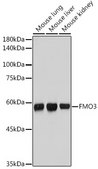 Anti-FMO3 Antibody, clone 6Q10X9, Rabbit Monoclonal