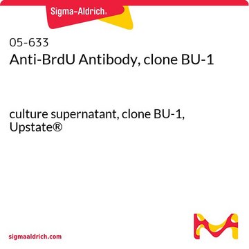 Anti-BrdU Antibody, clone BU-1 culture supernatant, clone BU-1, Upstate&#174;