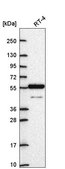 Anti-ARNTL2 antibody produced in rabbit Prestige Antibodies® Powered by Atlas Antibodies, affinity isolated antibody