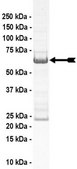 p38/JTV-1 Protein, 10 µg Full length, recombinant human p38/JTV-1. N-terminal cMyc, GST-tagged. For use in Enzyme Assays. Functions as a substrate in ubiquitination assays.