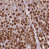 Anti-REXO2 antibody produced in rabbit Prestige Antibodies® Powered by Atlas Antibodies, affinity isolated antibody, buffered aqueous glycerol solution