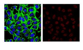 Anti-SHP-2/SHPTP-2 Antibody Upstate®, from rabbit