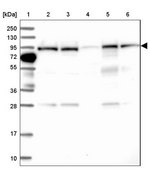 Anti-COG3 antibody produced in rabbit Prestige Antibodies® Powered by Atlas Antibodies, affinity isolated antibody, buffered aqueous glycerol solution