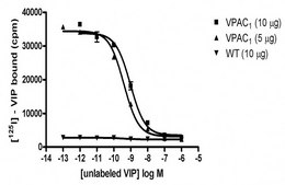 ChemiScreen VPAC1 Membrane Preparation Human VPAC1 / VIP1 GPCR membrane preparation for Radioligand binding Assays &amp; GTPgammaS binding.