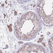 Anti-MRPS18C antibody produced in rabbit Prestige Antibodies® Powered by Atlas Antibodies, affinity isolated antibody, buffered aqueous glycerol solution