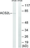 Anti-ACSS1 antibody produced in rabbit affinity isolated antibody
