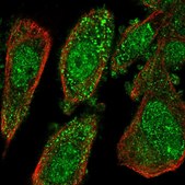 Anti-IL37 antibody produced in rabbit Prestige Antibodies® Powered by Atlas Antibodies, affinity isolated antibody, buffered aqueous glycerol solution