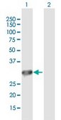 Anti-DNALI1 antibody produced in mouse purified immunoglobulin, buffered aqueous solution