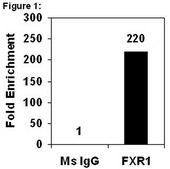 RIPAb+ FXR1 - RIP Validated Antibody and Primer Set from mouse