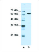 Anti-NXF1 antibody produced in rabbit IgG fraction of antiserum