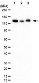 Anti-Lysine-Specific Demethylase 4C (JMJD2C) from rabbit, purified by affinity chromatography