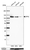Anti-SFPQ antibody produced in rabbit Prestige Antibodies® Powered by Atlas Antibodies, affinity isolated antibody, buffered aqueous glycerol solution