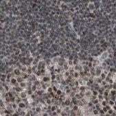 Anti-ZHX2 antibody produced in rabbit affinity isolated antibody, buffered aqueous glycerol solution