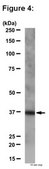 RIPAb+ HuR - RIP Validated Antibody and Primer Set from rabbit