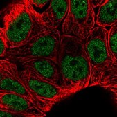 Anti-KLF3 antibody produced in rabbit Prestige Antibodies® Powered by Atlas Antibodies, affinity isolated antibody