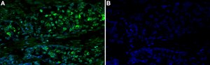 Anti-RAD50 Antibody, clone 1I11 ZooMAb® Rabbit Monoclonal recombinant, expressed in HEK 293 cells