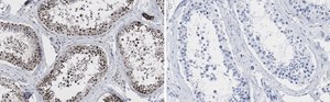 Anti-EZH2 Antibody, clone 6I10 ZooMAb® Rabbit Monoclonal recombinant, expressed in HEK 293 cells