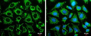 Anti-LRPPRC antibody produced in rabbit affinity isolated antibody, buffered aqueous solution
