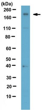 Anti-Chd2, clone 8H3 Antibody clone 8H3, from rat