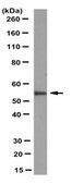 Anti-Casper/c-FLIP Antibody, clone 17B12.1 clone 17B12.1, from mouse