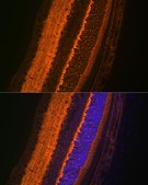 Anti-VAMP2 Antibody, clone 8X9D9, Rabbit Monoclonal