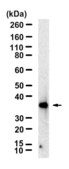 Anti-GTF2B Antibody, clone 1J4 ZooMAb® Rabbit Monoclonal recombinant, expressed in HEK 293 cells