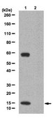 Anti-dimethyl-Histone H4 (Arg3) Symmetric Antibody from rabbit, purified by affinity chromatography