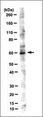 Anti-Ikaros Antibody, clone 4E9 clone 4E9, from mouse