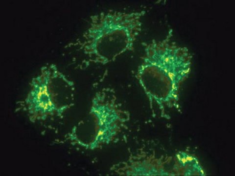 Anticuerpo anti-mitocondrial, superficie de mitocondrias intactas, clon 113-1 clone 113-1, Chemicon&#174;, from mouse