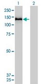 Monoclonal Anti-COL6A2 antibody produced in mouse clone 2C5-F2, purified immunoglobulin, buffered aqueous solution