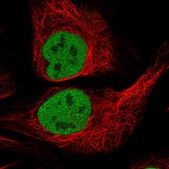 Anti-RPS6KB1 antibody produced in rabbit Prestige Antibodies® Powered by Atlas Antibodies, affinity isolated antibody, buffered aqueous glycerol solution