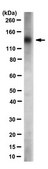 Anti-Integrin β1 Antibody, clone N29 (Azide Free) clone N29, Chemicon®, from mouse