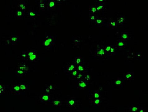 Anti-Oct-4 Antibody, clone 9B7 clone 9B7, from mouse