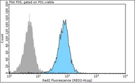 Anti-E-Cadherin Antibody, clone 67A4, Azide Free clone 67A4, Chemicon®, from mouse