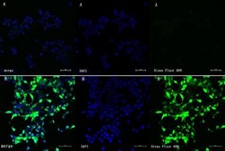 Anti-Cas9 from rabbit, purified by affinity chromatography