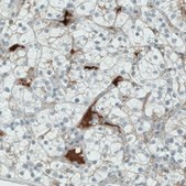 Monoclonal Anti-ITIH4 antibody produced in mouse Prestige Antibodies® Powered by Atlas Antibodies, clone CL1858, purified immunoglobulin, buffered aqueous glycerol solution