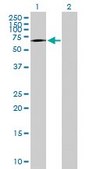 Anti-TAF1B antibody produced in mouse IgG fraction of antiserum, buffered aqueous solution
