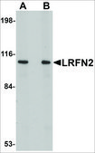 Anti-LRFN2 antibody produced in rabbit affinity isolated antibody, buffered aqueous solution