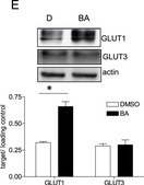 Anti-Glucose Transporter GLUT-3 Antibody, CT serum, Chemicon®